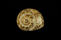 藏品(臺灣䗉螺)的圖片